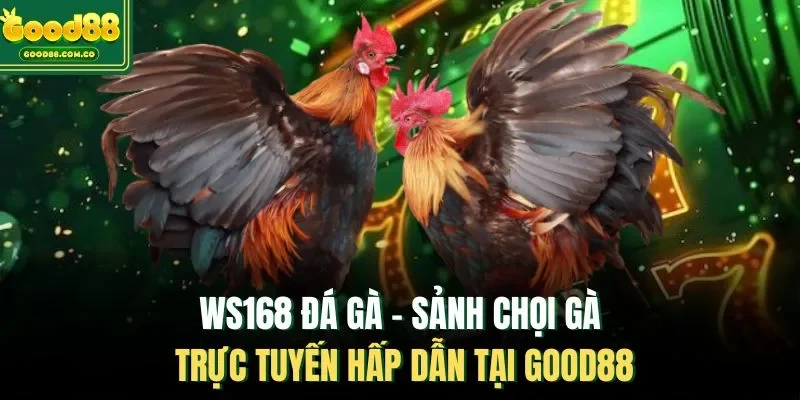 WS168 Đá Gà - Sảnh Chọi Gà Trực Tuyến Hấp Dẫn Tại Good88